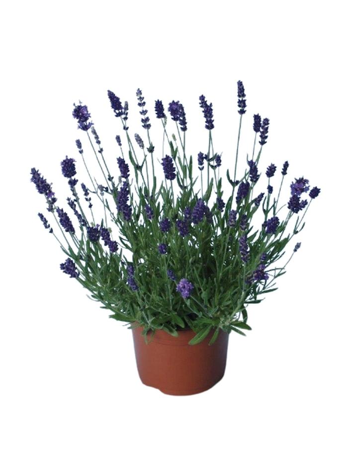 Jak przycinać lawendę