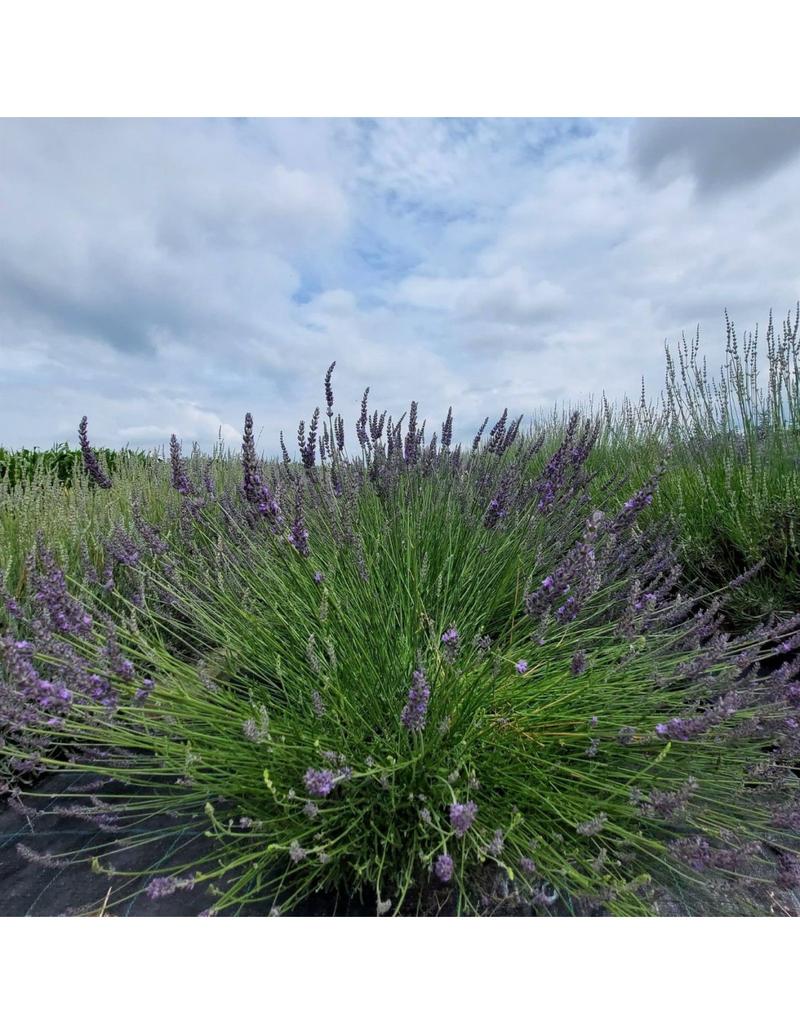 Pielęgnacja lawendy sezonowo