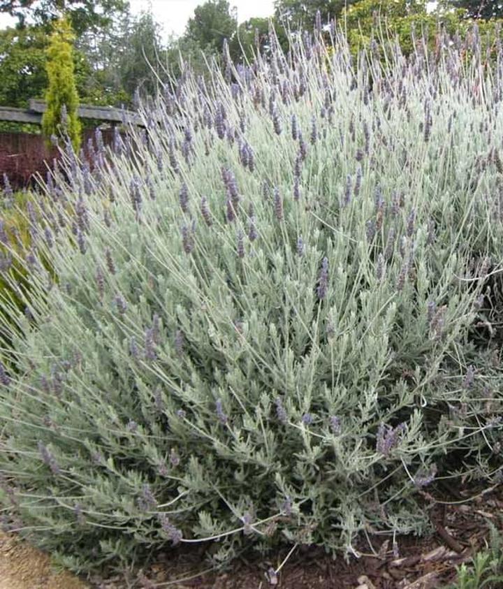 Przycinanie lawendy poradnik