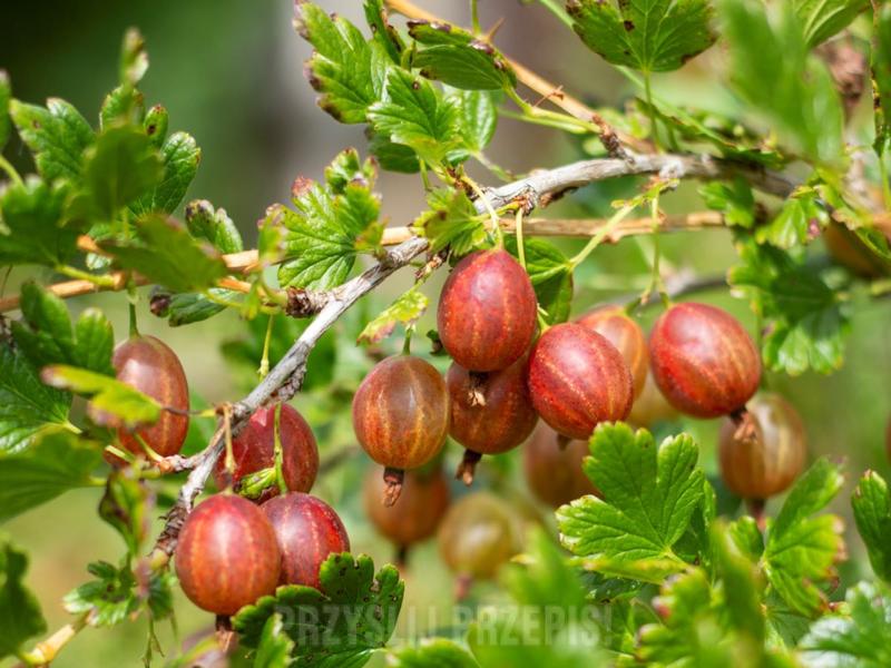 Sezonowe wskazówki ogrodnicze