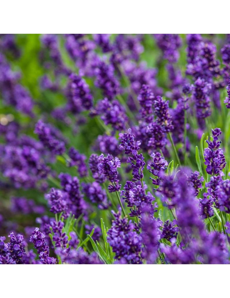 Techniki cięcia lawendy