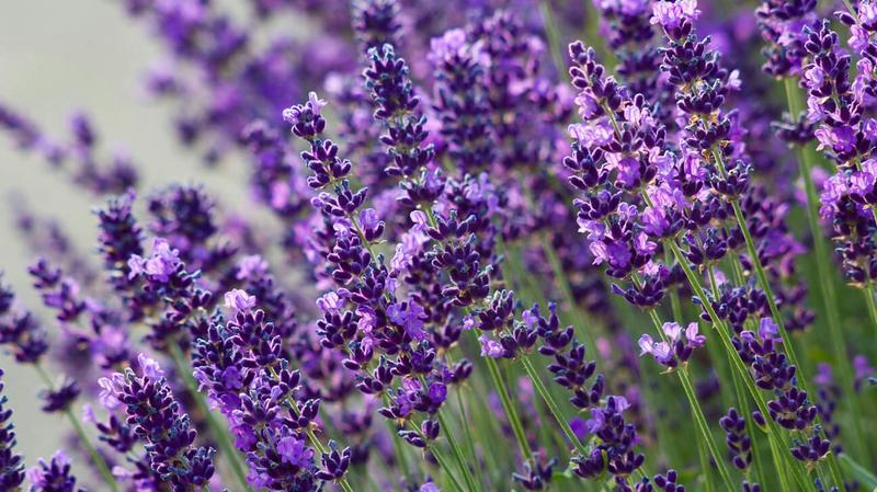 Praktyczny poradnik: Kiedy i jak przycinać lawendę, aby cieszyć się jej pięknem przez cały sezon