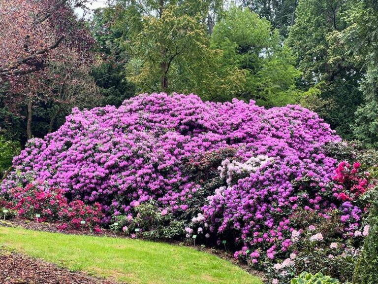 Misteria budowniczych: kto skrywa się w ramach rododendronów?