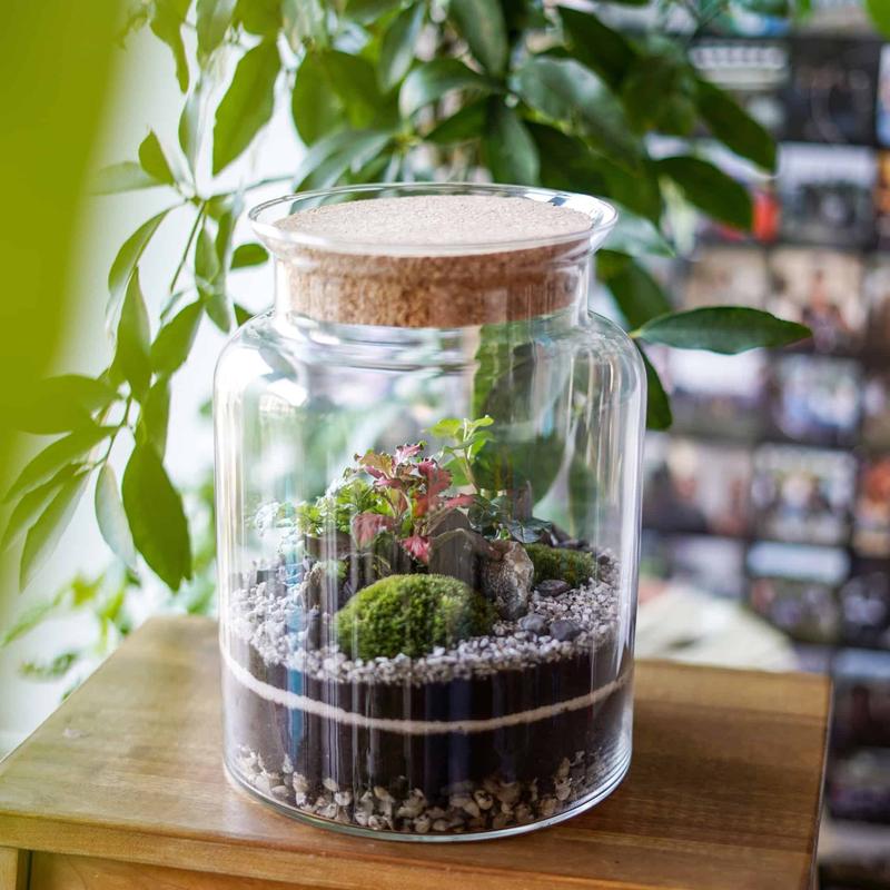 Ogród w słoiku DIY