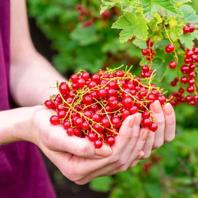 Pielęgnacja porzeczek