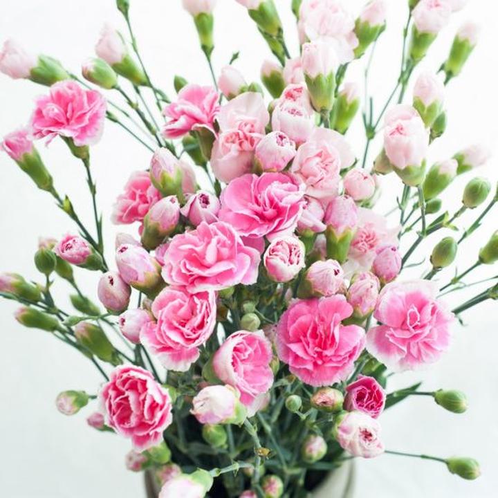 Techniki przycinania goździków