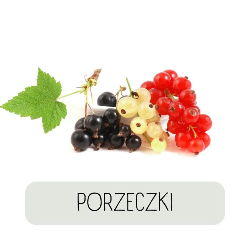 Uprawa czarnej porzeczki