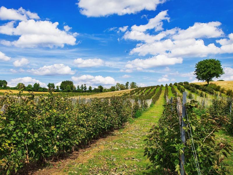 Uprawa czerwonej porzeczki