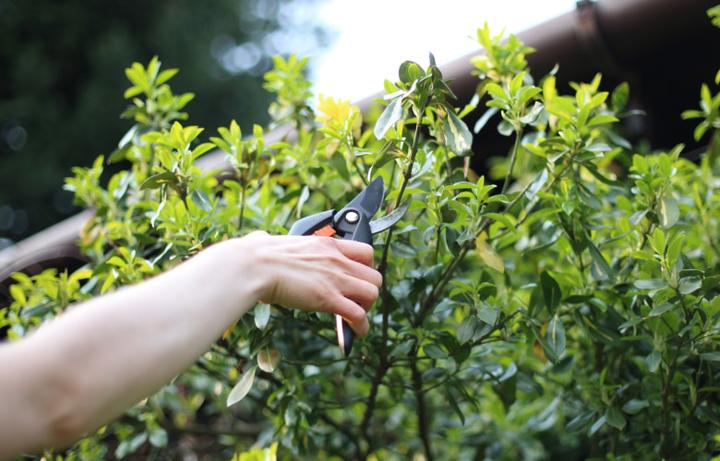 Błędy przy przycinaniu krzewów