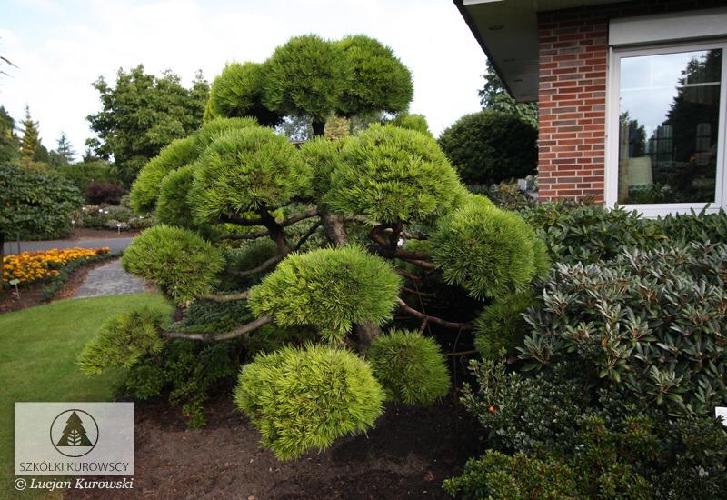 Narzędzia do przycinania krzewów