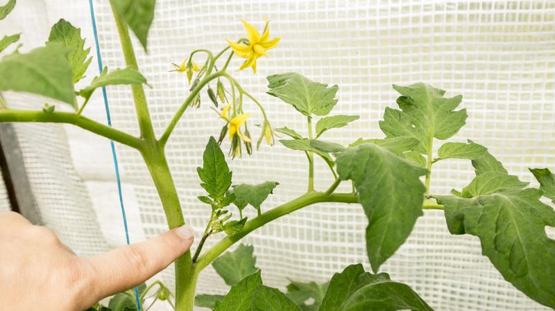 Terminy przycinania roślin