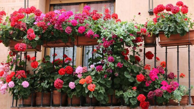 Kiedy i jak sadzić pelargonie? Odpowiadamy na najczęściej zadawane pytania!