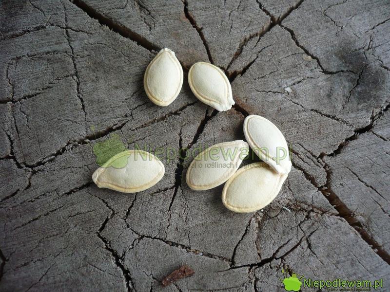 Błędy przy sadzeniu dyni