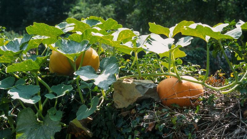 Przygotowanie nasion dyni