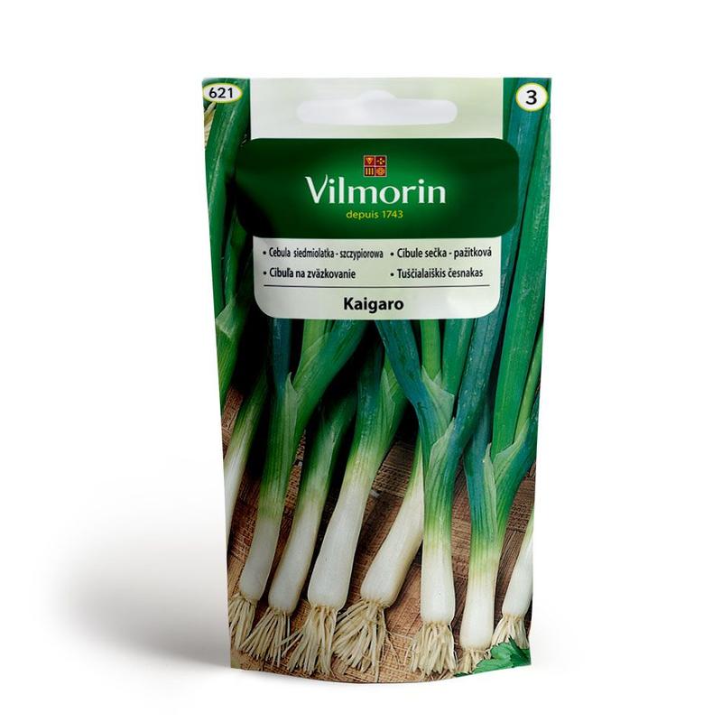 Uprawa szczypiorku w doniczce