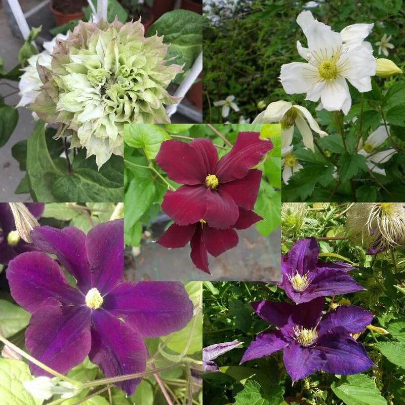 Clematisy w Twoim Ogrodzie: Jak i Kiedy Sadzić Powojniki Krok po Kroku