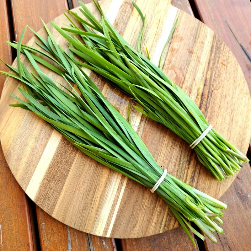 Jak i kiedy sadzić szczypior? Praktyczny przewodnik po sadzeniu szczypiorku w różnych miejscach