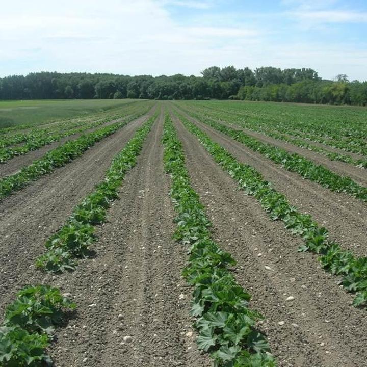 Kiedy i jak sadzić dynie? Przewodnik po przygotowaniu pestek do sadzenia