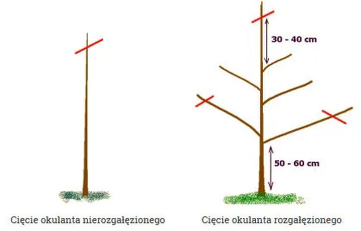 Kiedy ciąć jabłonie