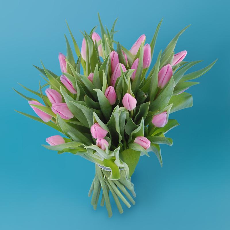 Kiedy sadzić tulipany