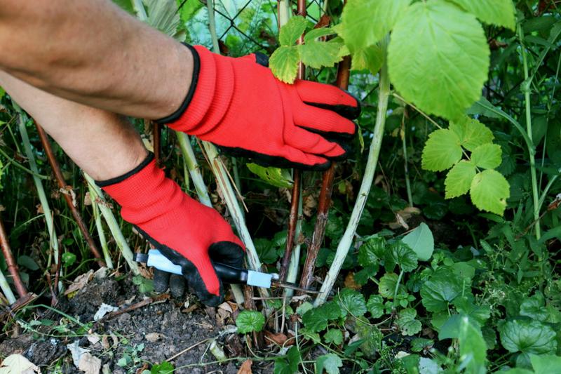 Przycinanie malin w ogrodzie