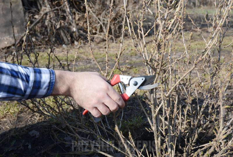 Techniki cięcia krzewów agrestu