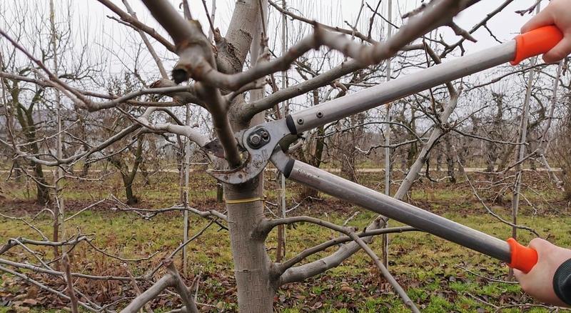 Techniki przycinania drzew owocowych