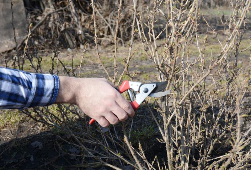 Terminy przycinania agrestu