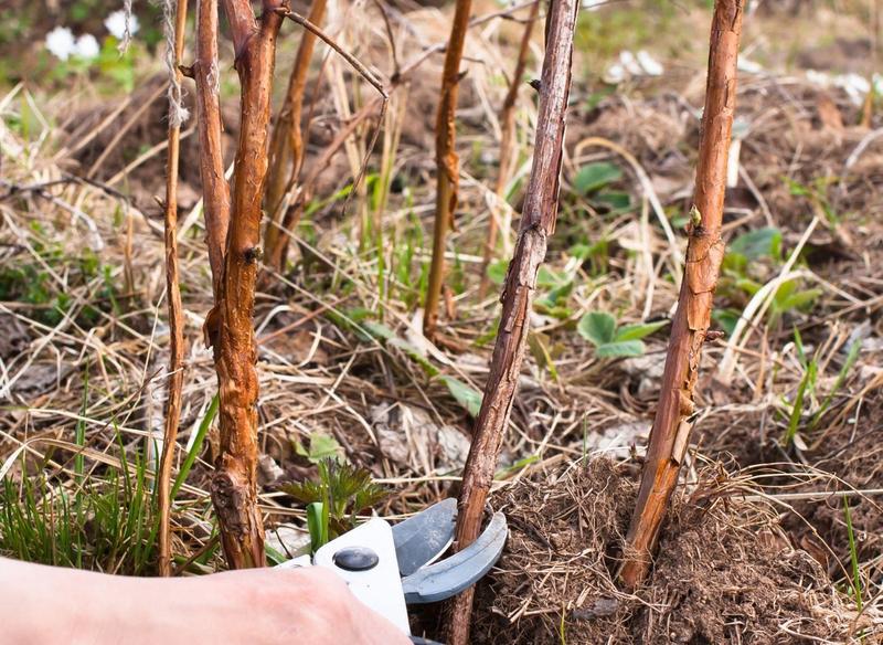 Zalety i wady cięcia malin