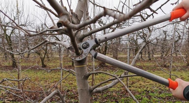 Jak i kiedy przycinać jabłonie? Poradnik krok po kroku dla każdego ogrodnika
