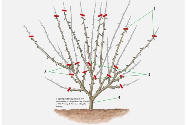 Kiedy i jak prawidłowo przycinać agrest, aby uzyskać obfite plony?