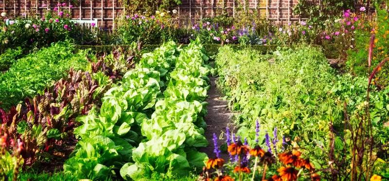 Ogrodek warzywny od podstaw: jak założyć go krok po kroku?