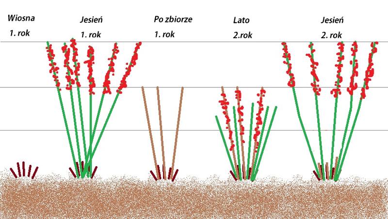 Przycinanie malin: praktyczny poradnik na idealny czas i sposób działania