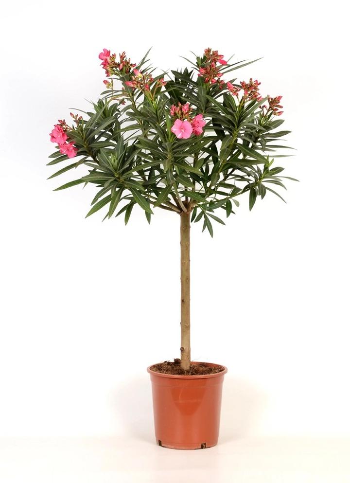 Narzędzia i techniki przycinania oleandra