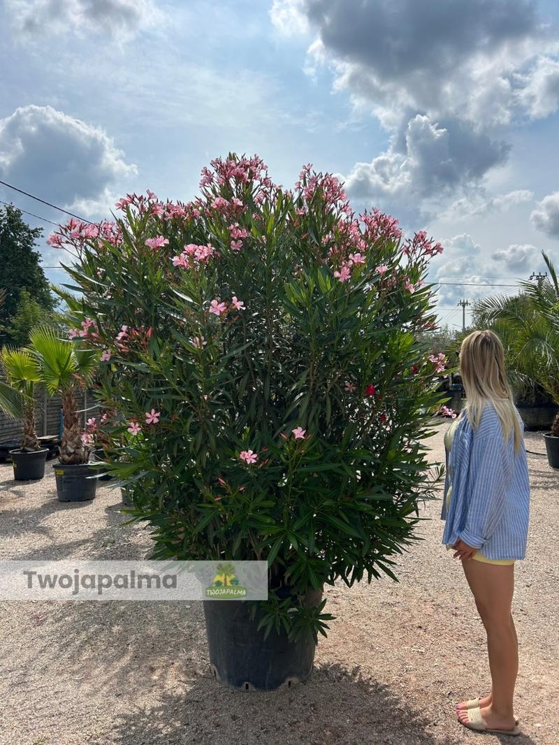 Przycinanie oleandra