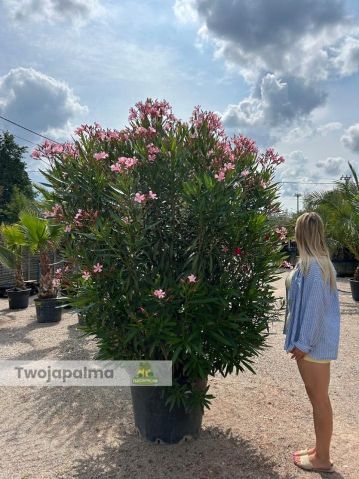 Zalety prawidłowego przycinania oleandra