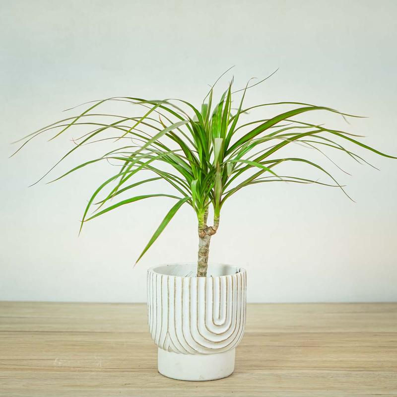 Praktyczny poradnik: Jak i kiedy przycinać dracenę, aby cieszyć się jej urodą