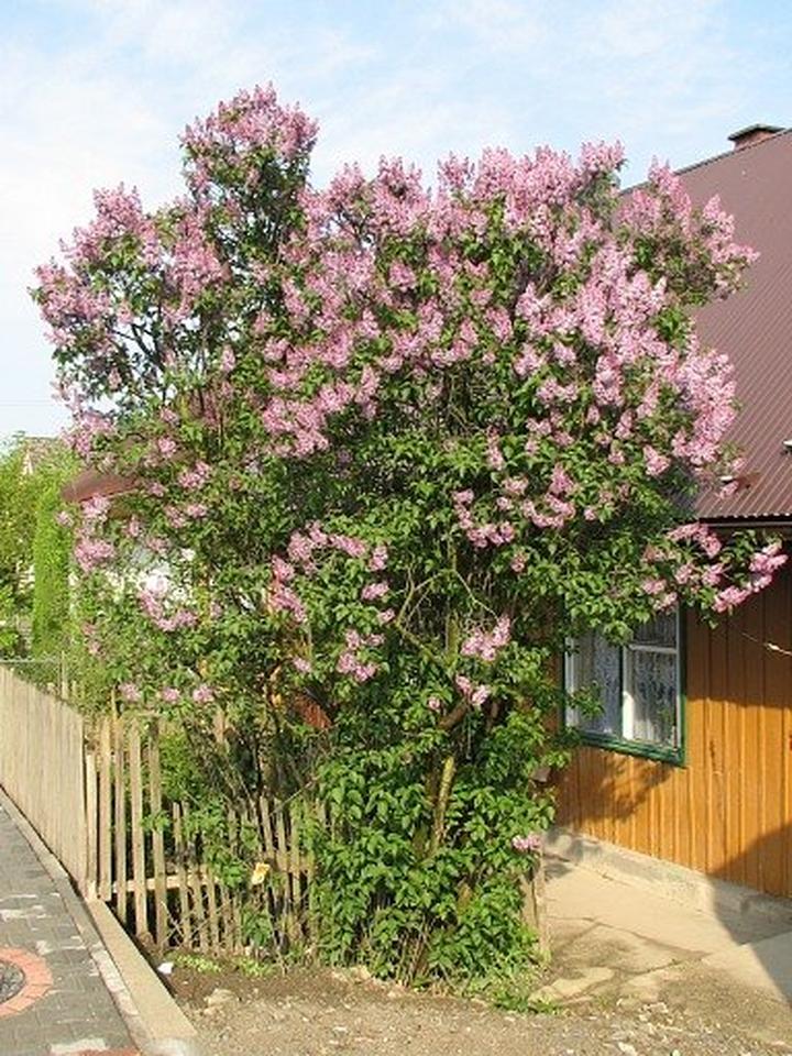 Idealne warunki uprawy lilaka