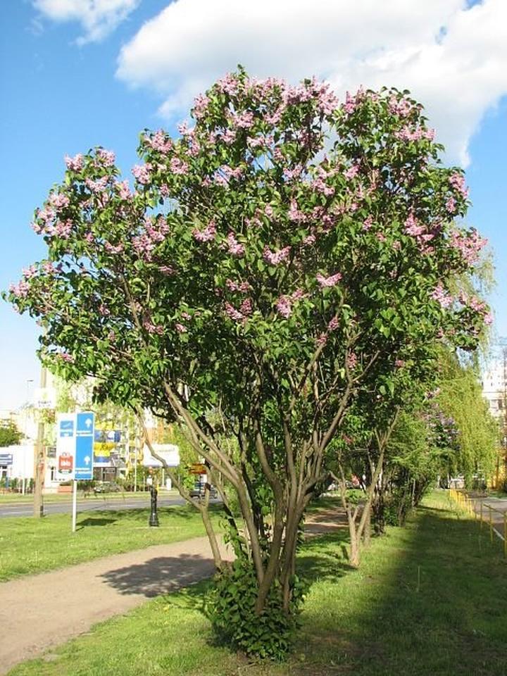 Najlepsze terminy sadzenia bzu