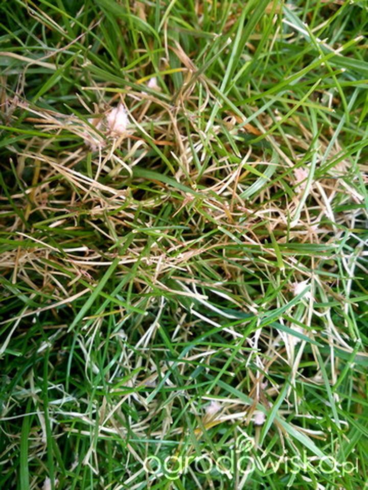 Naturalne metody walki z chorobami trawnika