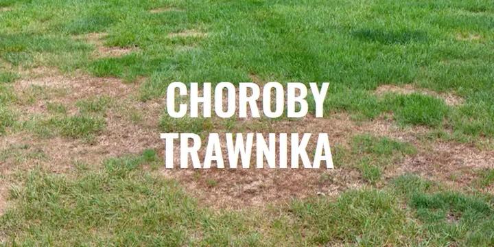 Rozpoznawanie chorób trawnika