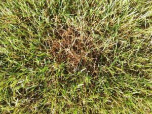 Skuteczne metody rozpoznawania i zwalczania chorób trawnika